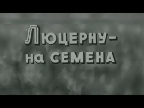 Видео: Люцерна на семена - технология возделывания #люцерна
