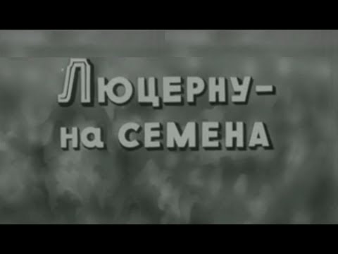 Видео: Люцерна на семена - технология возделывания #люцерна