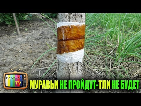 Видео: ЭТО БЫСТРО ИЗБАВИТ ОТ ТЛИ И МУРАВЬЁВ НА ДЕРЕВЬЯХ