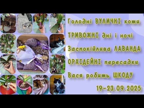 Видео: Осіннє рівнодення з орхідеями 19-23.09.2025