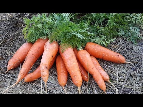 Видео: Секрет МОРКОВКИ посеяной после ЧЕСНОКА