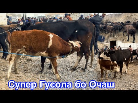 Видео: Шанбебозори Фархор нарх арзон шуд, Букача Гови Оча бача, 1 ноября 2025 г.