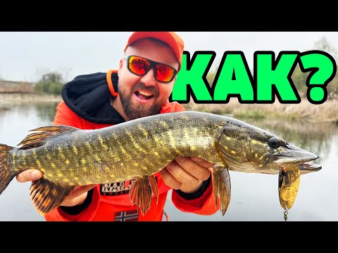 Видео: КАК СЕ ВОДЯТ ПРИМАМКИ ЗА ЩУКА? 28 ГОДИНИ ОПИТ!!!