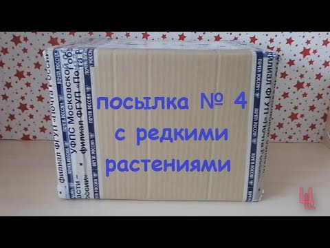 Видео: распаковка посылки № 4 с редкими растениями | комнатные растения почтой | пополнение коллекции