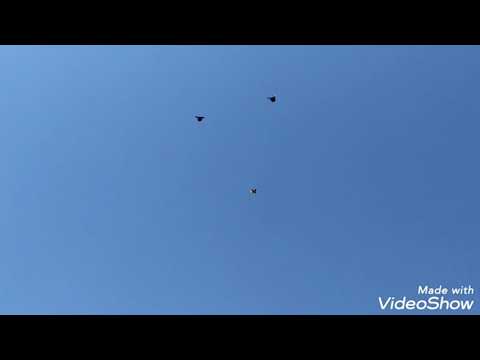 Видео: Кировоградские голуби.