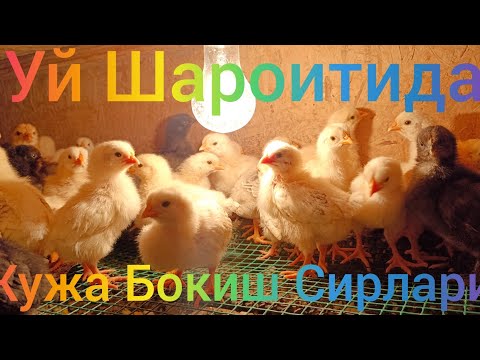 Видео: Уй Шароитида Жужа Бокиш Сирлари 8 13 кунлек