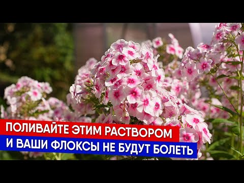 Видео: Поливайте этим раствором, и флоксы не будут болеть!