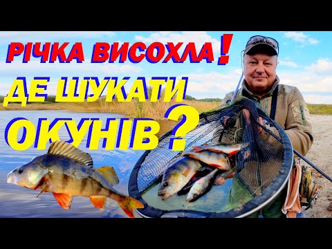 Видео: Осінній мікроджиг на дикій річці. Одна приманка, що впіймає грубого окуня завжди!