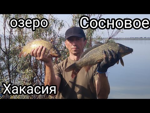 Видео: Рыбалка на карпа, озеро Сосновое, Хакасия.