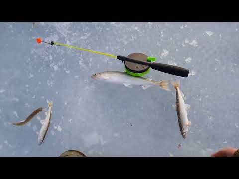 Видео: Крупная корюшка!!! Зимняя рыбалка ловля корюшки Магадан бухта Гертнера