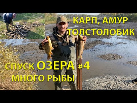 Видео: СПУСК ОЗЕРА =КАРП АМУР ТОЛСТОЛОБИК= МНОГО РЫБЫ (4 серия)