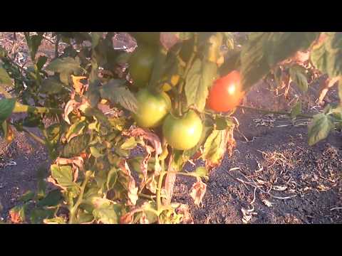 Видео: Сельское хозяйство сербов. Борьба с сорняками.