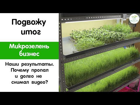 Видео: Микрозелень подвожу итоги нашего эксперимента по выращиванию на продажу