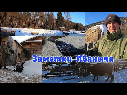Видео: Дорога в огороде, цыпленок вырос, ждём гостей