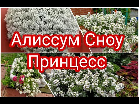 Видео: АЛИССУМ ВЕГЕТАТИВНЫЙ СНОУ ПРИНЦЕСС, ЧЕРЕНКОВАНИЕ.