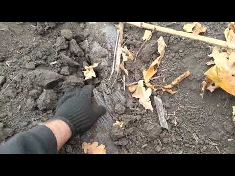 Видео: такой порки МТЗ не получали ніколи ❗ Оранка страшна ❗ Земля сухуща