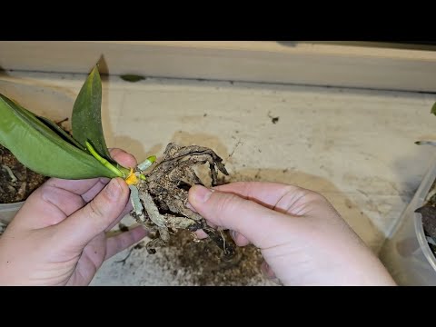 Видео: ОТ ЭТОГО КОРНИ ОРХИДЕИ ГНИЮТ, ни в коем случае не сажайте ОРХИДЕИ в такой ГРУНТ