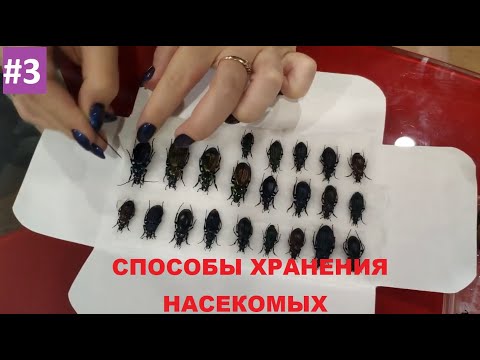 Видео: Энтомология для новичков #3. Способы хранения насекомых