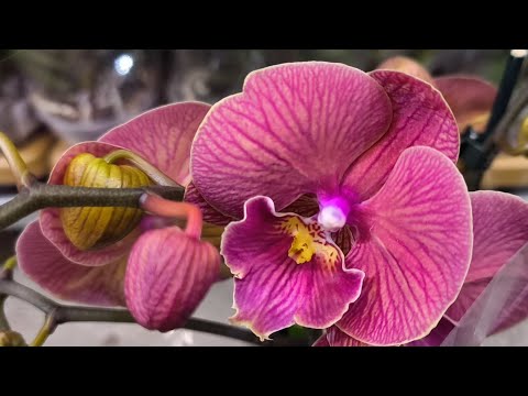 Видео: Яркие краски в осеннюю погоду. Много красивой уценки🌷