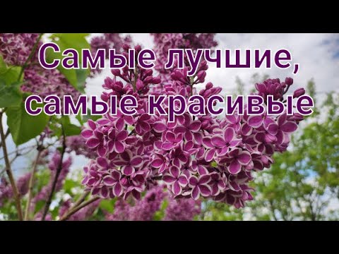 Видео: Всё о сирени. Обзор сортов: Сенсация и Красавица Москвы.