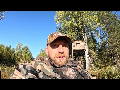 Видео: УДАЧНАЯ ОХОТА!!! Закрыли одну путевку на медведя.