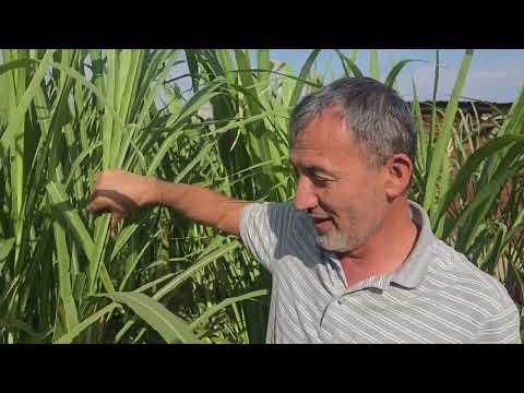 Видео: +992927405080. Барои озмоиш такроран Шоҳалаф овардем.