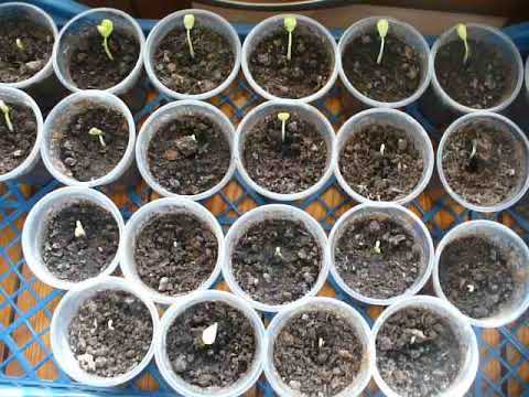 Видео: маракуя СЕВЕРНАЯ и ЗИЗИФУС результат ПРОРАЩИВАНИЯ семян.