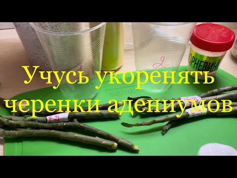 Видео: 21.01.2023 Учусь Укоренять Черенки Адениума