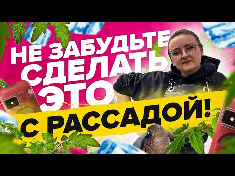 Видео: ЗАКАЛКА РАССАДЫ И СРОК ВЫСАДКИ!