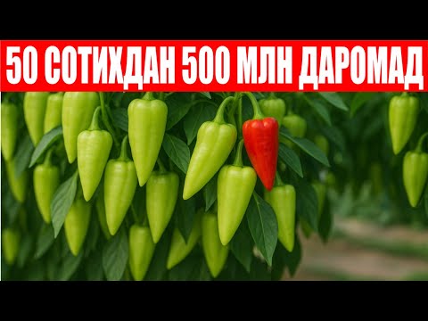 Видео: Ява F1: Ўтган йилги натижалар такрорланди 50 сотихдан 500 млн даромад