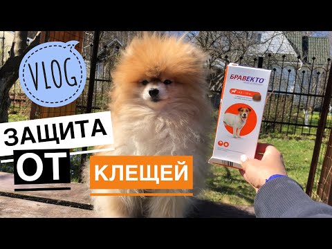 Видео: ВЛОГ/ ЧЕМ ЗАЩИТЬ СОБАКУ ОТ КЛЕЩЕЙ НА ДАЧЕ