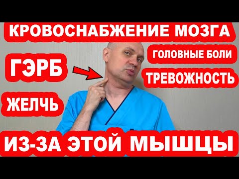 Видео: Эта мышца блокирует КРОВОСНАБЖЕНИЕ МОЗГА, вызывает ГЭРБ, ТРЕВОЖНОСТЬ, застой ЖЕЛЧИ, Головные боли