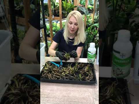 Видео: Зимнее хранение водных лилий или нимфей