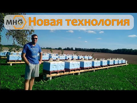 Видео: Эксперимент новой технологии пчеловодства