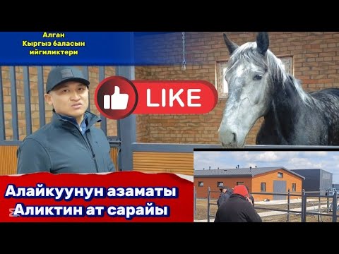 Видео: Аликтин ат сарайы тан каласын