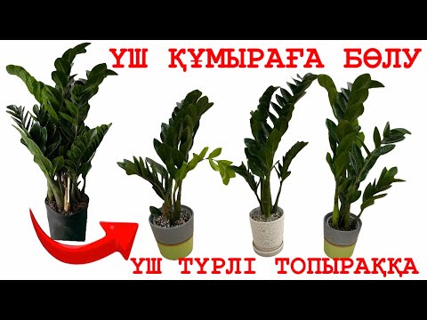 Видео: ДОЛЛАРДЫҢ КАРТОШКАСЫН ТЕЗ ШЫҒАРУ ЖОЛЫ💯ӨСКІНІН ЖЫЛДАМ ШЫҒАРУ АМАЛЫ✅#замиокулькас #доллар #долларгүлі