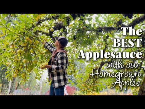 Видео: Экскурсия по нашему саду, сбор яблок, встреча с нашими коровами породы лонгхорн и приготовление м...