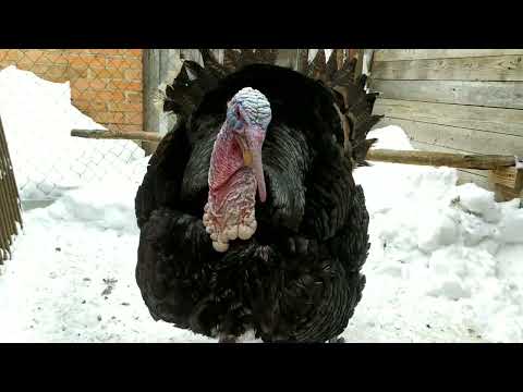 Видео: Разведение индюков. Сезон 2024 г. Родительское стадо.