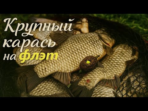 Видео: Осенняя рыбалка на флэт, клюёт крупный карась #карась #carp #flat #рыбалка #fishing #карп