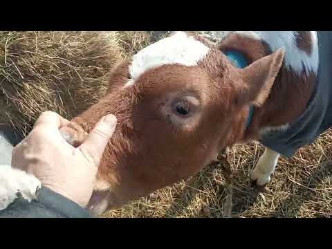 Видео: ЖИВУ в ДЕРЕВНЕ. ТЕЛОЧКА в РАСПАШОНКЕ. КАК НАЗВАТЬ??