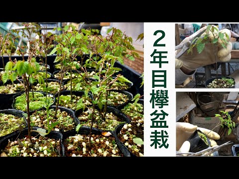 Видео: Сделать бонсай из двухлетнего саженца дзельквы так просто! ! Только здесь можно увидеть искусное