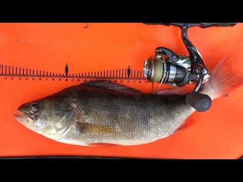 Видео: ОКУНЬ КАЖДЫЙ ЗАБРОС! Рыбалка в глухой Тайге 2019  | Рыбалка с Fishingsib