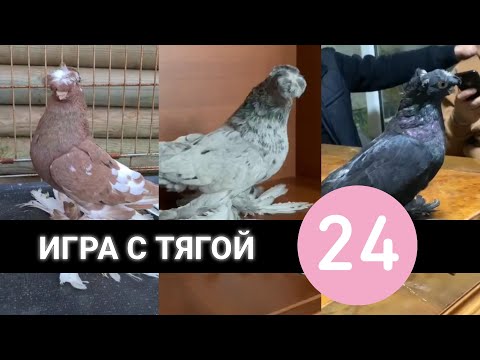 Видео: ИГРА С ТЯГОЙ 24 часа. Узбекские двухчубые голуби. Tauben. Pigeons