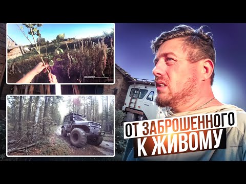 Видео: От заброшенного к живому: Вездеход, саженцы и ремонт избы!