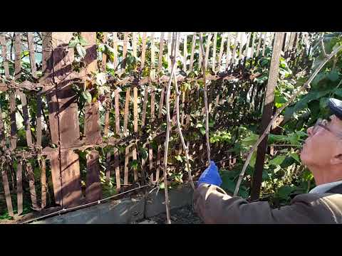 Видео: Обрезка сильнорастущего молодого куста винограда -  третий год жизни 2019г