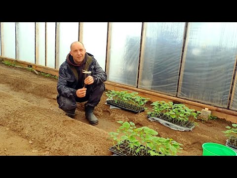 Видео: Как мы сажали огурцы в теплице? Деревенская весна