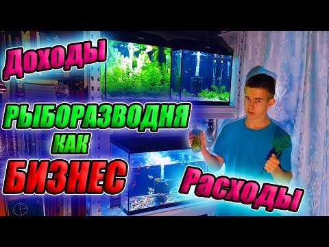 Видео: Рыборазводня как бизнес. Мои Доходы и Расходы с разводни!