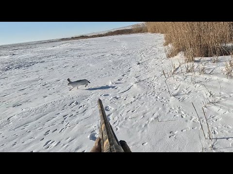 Видео: Қоянның бәрі мені іздеп келді!  / загонная охота на заяц!