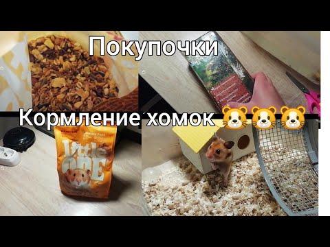 Видео: Кормлю хомок 🐹🐹🐹. Покупки.