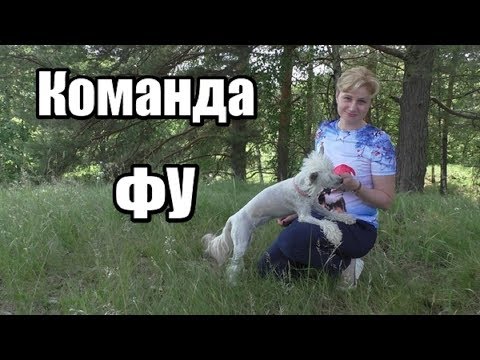 Видео: КОМАНДА "ФУ" Как научить собаку НЕ ПОДБИРАТЬ ЕДУ С ЗЕМЛИ/Дрессировка собак